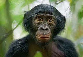 Bonobo alege dragoste, dar - nu - război - național România geografică