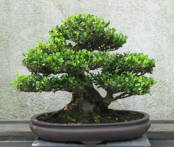 Bonsai termesztési és ápolási otthon