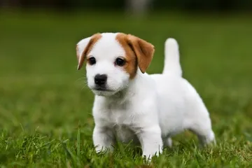 Betegségek tenyészteni Dzhek Rassel terrier további kezelést, és a beoltás