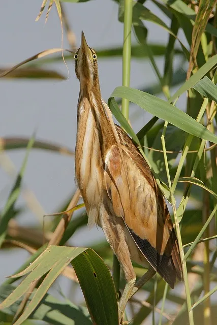 Marsh bölömbika - gonosz szellem