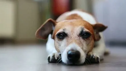 Betegségek tenyészteni Dzhek Rassel terrier további kezelést, és a beoltás