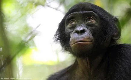 Bonobos - малък шимпанзе