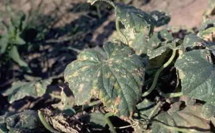 Betegségek uborka üvegházban bakteriális levélfoltosság, Fusarium, Phytophthora, peronosporosis, más betegségek, video