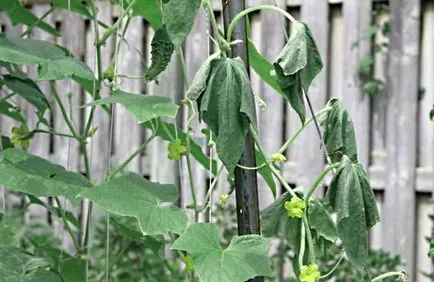 Betegségek uborka üvegházban bakteriális levélfoltosság, Fusarium, Phytophthora, peronosporosis, más betegségek, video