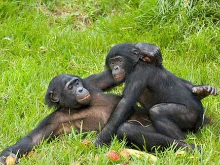 Bonobos, cimpanzeu pitică, fotografii