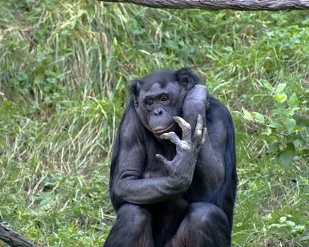 Bonobo - cimpanzeu inteligent