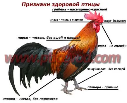 Болест на пилета и други домашни птици