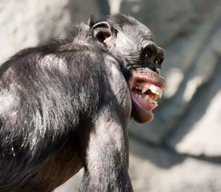 Bonobo - cimpanzeu inteligent