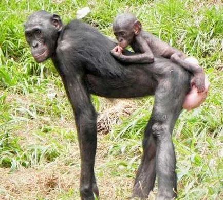Бонобо, пигмей шимпанзе, снимки
