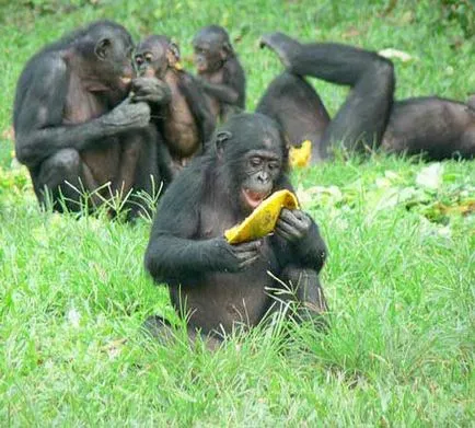 Bonobos, cimpanzeu pitică, fotografii