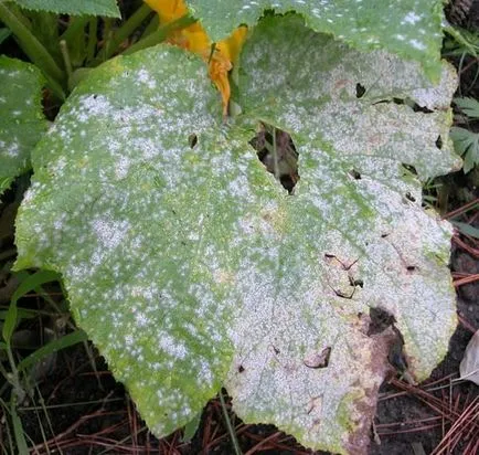 Boli de castravete în napasta bacteriene sera, Fusarium, Phytophthora, peronosporosis, alte boli, video