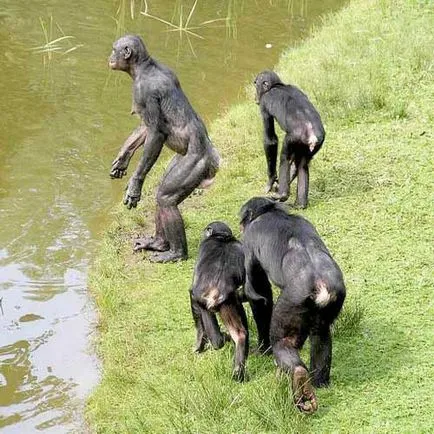 Bonobos, cimpanzeu pitică, fotografii