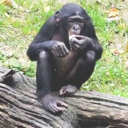 Bonobos, cimpanzeu pitică, fotografii