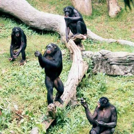 Bonobos, cimpanzeu pitică, fotografii