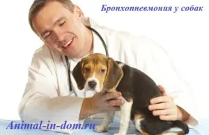 Bronhopneumonia la câini, tratamentul animalelor