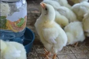 Broilers nem nőnek, mit kell tenni, sadovodstvo24