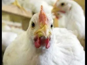 Broilers Ross-308 Mik a jellemzői a tartalom ezen fajta