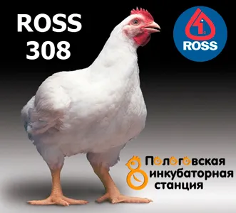 Broilers Ross 308 (Ross 308) - szabványos értékek