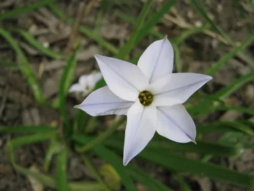 îngrijire Brodieya, cultivare, udare, plantare la domiciliu