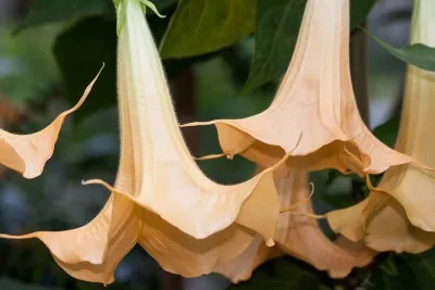 Brugmansia ültetés és gondozás a nyílt terepen