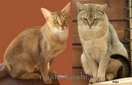 Ceausu (House chausie) - дом джунгла котка, всичко за котки