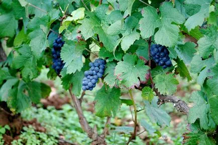 Burgundy - egy ingyenes útmutatót független utazók számára