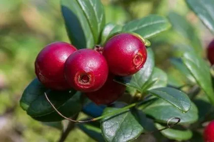 Cranberries hólyaggyulladás