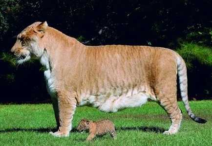 Camaya mare și o pisică mare pe pământ