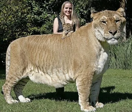 Camaya mare și o pisică mare pe pământ