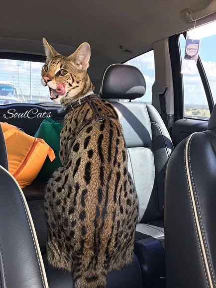 Cavanna - soulcats pepinieră savanna Ceausu, Serval