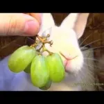 Ce să se hrănească iepurii în iarnă și de vară - iepuri de hrănire