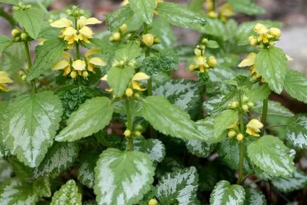 Cele mai bune plante perene acoperire a solului, amenajare de grădină