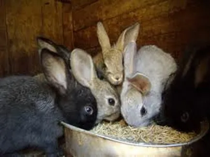 Какво да се хранят зайците през зимата и лятото - хранене зайци