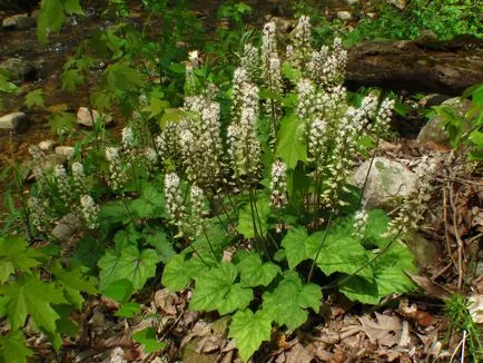 Cele mai bune plante perene acoperire a solului, amenajare de grădină