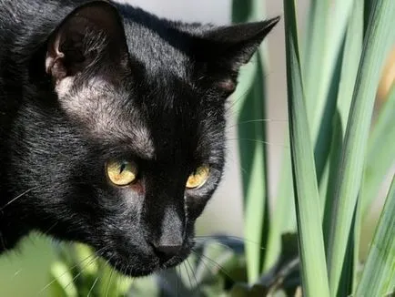Fekete macska, fekete macska, fekete cica, egy női belovengersky portál
