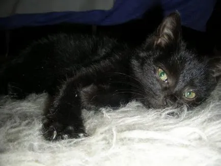 Fekete macska, fekete macska, fekete cica, egy női belovengersky portál