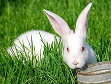 Какво да се хранят зайците през зимата и лятото - хранене зайци