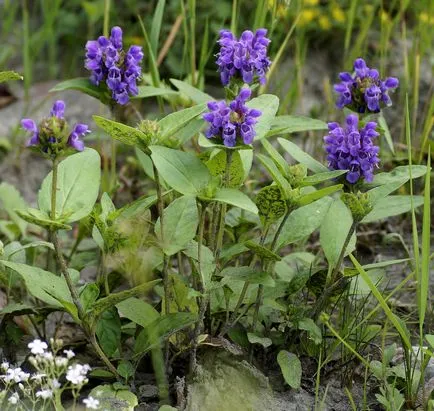 Cele mai bune plante perene acoperire a solului, amenajare de grădină