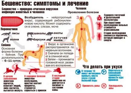 Какво да правите, ако сте ухапан от куче - на първа помощ и съвет