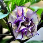 Datura növekvő magról otthon, ültetés és gondozás, transzplantáció (süket)