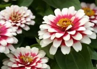 Zinnias vagy Majors népszerű fajták, különösen a növekedés