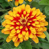 plantare și îngrijire Zinnia