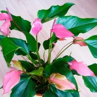 щастие Flower жената (Spathiphyllum) вярвания и суеверия, грижи у дома (снимки)