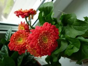 flori gerbera de îngrijire, reproducere și foto