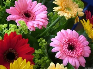 Gerbera virágok ellátás, reprodukció és fotó