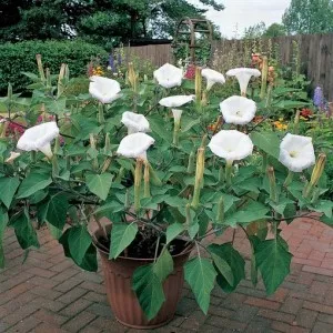 Datura növekvő magról otthon, ültetés és gondozás, transzplantáció (süket)