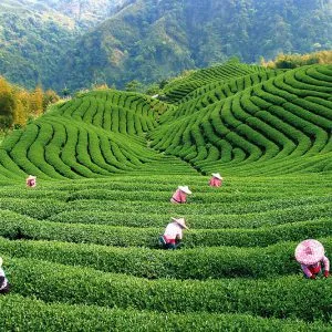 Da Hong Pao leírás, hasznos tulajdonságok, a tea, az élelmiszer és az egészség