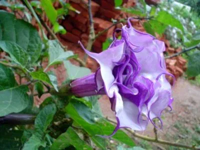 отглеждане Datura Datura и грижи в дома