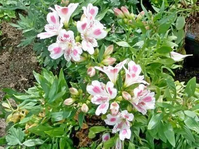 Alstroemeria цветя