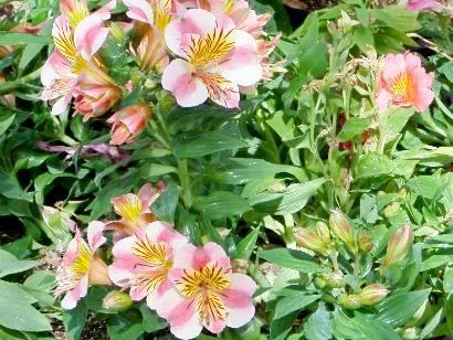 flori Alstroemeria